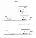 Fig. 02 - Methods And Compositions For Transcription-Based Nucleic Acid Amplification