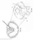 Fig. 06 - Styli used to position device for carrying out selective discetomy