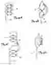 Fig. 05 - ELECTRODE CONFIGURATIONS FOR TRANSVASCULAR NERVE STIMULATION