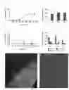 Fig. 07 - Non human animals with human-glial chimeric brains