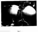 Fig. 03 - Apple tree named 'Orion'