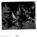 Fig. 05 - Apple tree named 'Orion'