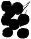 Fig. 02 - Interspecific tree named 'Coral-Cot'