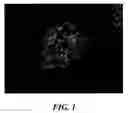 Fig. 02 - Pear tree named 'Todd'