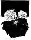 Fig. 01 - GERANIUM PLANT NAMED 'ZONACAROL'