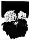 Fig. 02 - GERANIUM PLANT NAMED 'ZONACAROL'