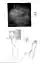 Fig. 02 - Method of observing biological tissue, in particular human skin