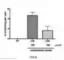 Fig. 09 - Differentiation of pluripotent stem cells with a kinase inhibitor or PGI2