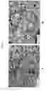 Fig. 09 - Bioactive bone graft substitute