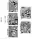 Fig. 22 - Bioactive bone graft substitute