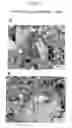 Fig. 28 - Bioactive bone graft substitute