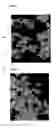 Fig. 02 - Process for preparing nutritional products