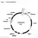 Fig. 02 - Increase in yield by reducing gene expression