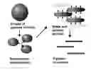 Fig. 01 -  PROCESS FOR PREPARING MICRORODS USING LIQUID-LIQUID DISPERSION