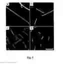 Fig. 04 -  PROCESS FOR PREPARING MICRORODS USING LIQUID-LIQUID DISPERSION