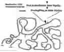 Fig. 01 - Method for the detection of proteolytic enzymes