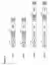 Fig. 02 - Neomycin-phosphotransferase-genes and methods for the selection of recombinant cells producing high levels of a desired gene product
