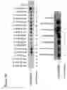 Fig. 14 - Neomycin-phosphotransferase-genes and methods for the selection of recombinant cells producing high levels of a desired gene product