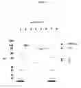 Fig. 02 - Non-cytotoxic protein conjugates