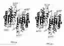 Fig. 02 - Method for identifying potential agonists or antagonists using the three-dimensional structure of caspase-7