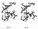 Fig. 07 - Method for identifying potential agonists or antagonists using the three-dimensional structure of caspase-7