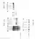 Fig. 05 - Methods for inhibiting tumor cell proliferation