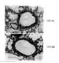 Fig. 08 - Small Peptides And Methods For Stabilizing The Cell Membrane Of An Immune Cell
