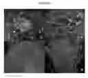 Fig. 08 -  USE OF TOPOGRAPHIC CUES TO MODULATE STEM CELL BEHAVIORS