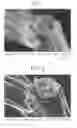 Fig. 02 - Nanofibers, nanofilms and methods of making/using thereof