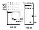 Fig. 18 - Reactions on a solid surface