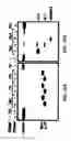 Fig. 20 - Reactions on a solid surface