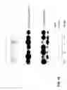 Fig. 27 - Reactions on a solid surface