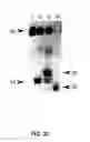 Fig. 42 - Reactions on a solid surface
