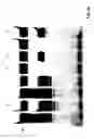 Fig. 44 - Reactions on a solid surface