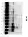 Fig. 49 - Reactions on a solid surface