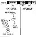 Fig. 01 - Bcl-2 promoted cell death