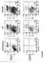 Fig. 08 - Bcl-2 promoted cell death