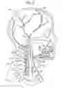 Fig. 03 - Vascular image extraction and labeling system and method