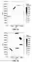 Fig. 07 - Design of reconnaissance surveys using controlled source electromagnetic fields via probabilistic neural network