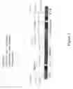 Fig. 03 - Genetically engineered and phenotyped mice and stem cell clones for producing the same