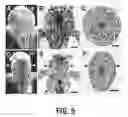 Fig. 06 - Methods for modification of plant inflorescence architecture