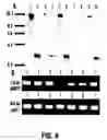 Fig. 07 - Methods for modification of plant inflorescence architecture