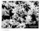 Fig. 01 - Molybdenum metal powders