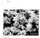Fig. 06 - Molybdenum metal powders