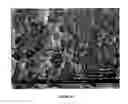 Fig. 05 - Glove coating and manufacturing process