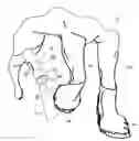 Fig. 01 - Combination hoof pick and illumination device