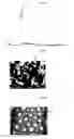 Fig. 04 - Low-Dielectric Constant Cryptocrystal Layers And Nanostructures