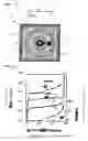 Fig. 06 - Avalanche Photo Diode