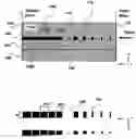 Fig. 01 - Interface device for performing mode transformation in optical waveguides