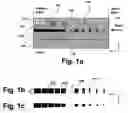 Fig. 02 - Interface device for performing mode transformation in optical waveguides